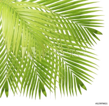 Bild på Palm leaf isolated on white background